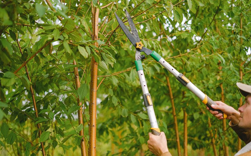 Tree trimming in Flushing, NY
